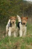 FOX TERRIER 507